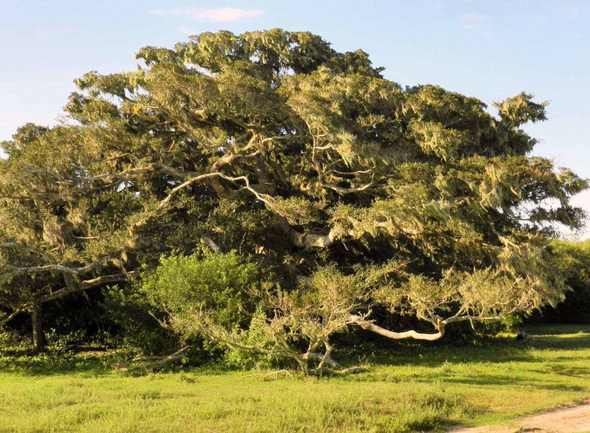 Aldeia Santuario Das Aves Tavares Szoba fotó