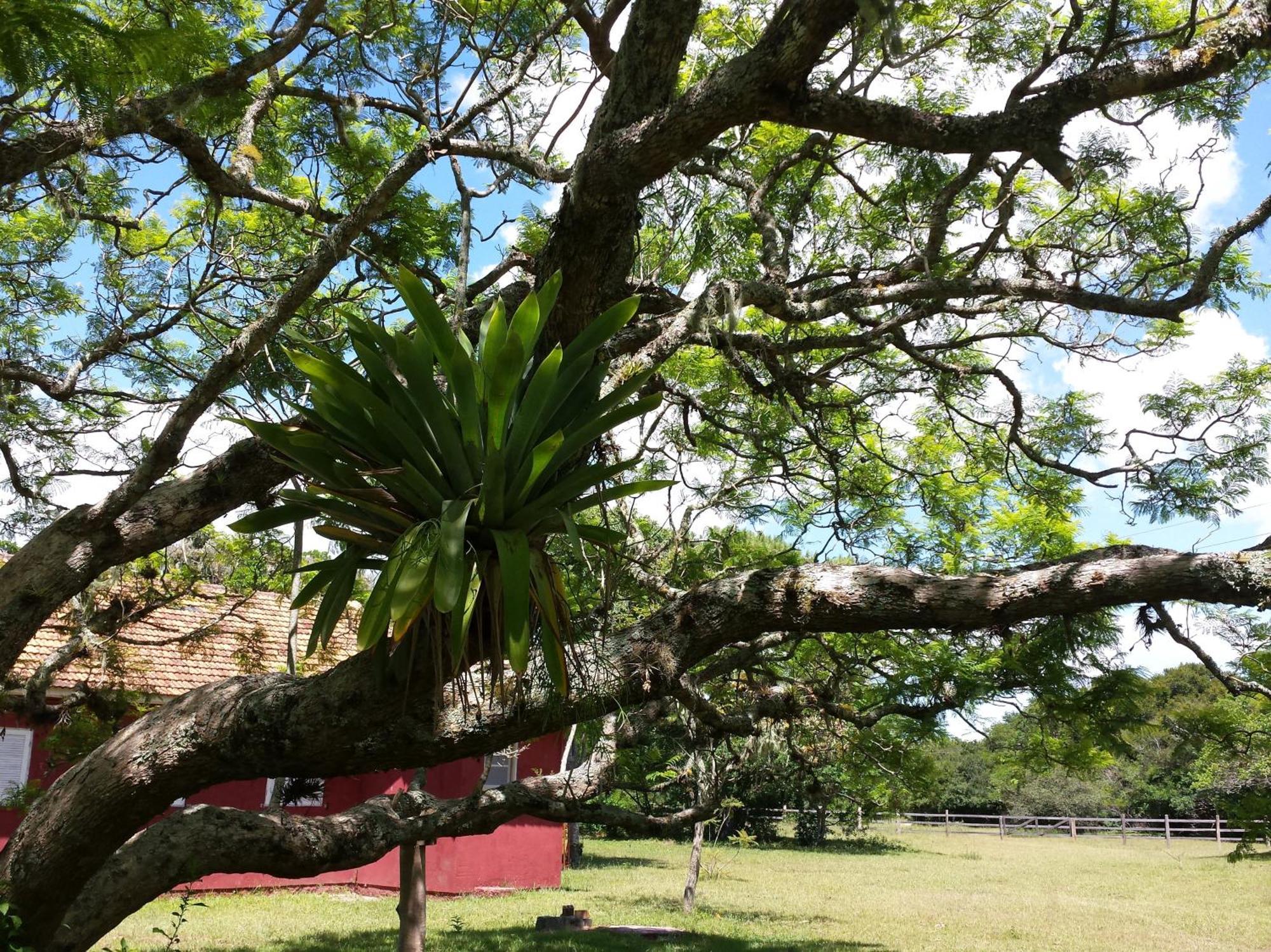 Aldeia Santuario Das Aves Tavares Szoba fotó