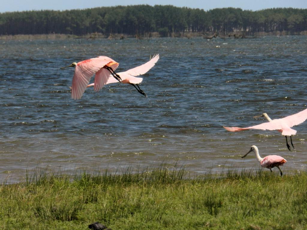 Aldeia Santuario Das Aves Tavares Kültér fotó