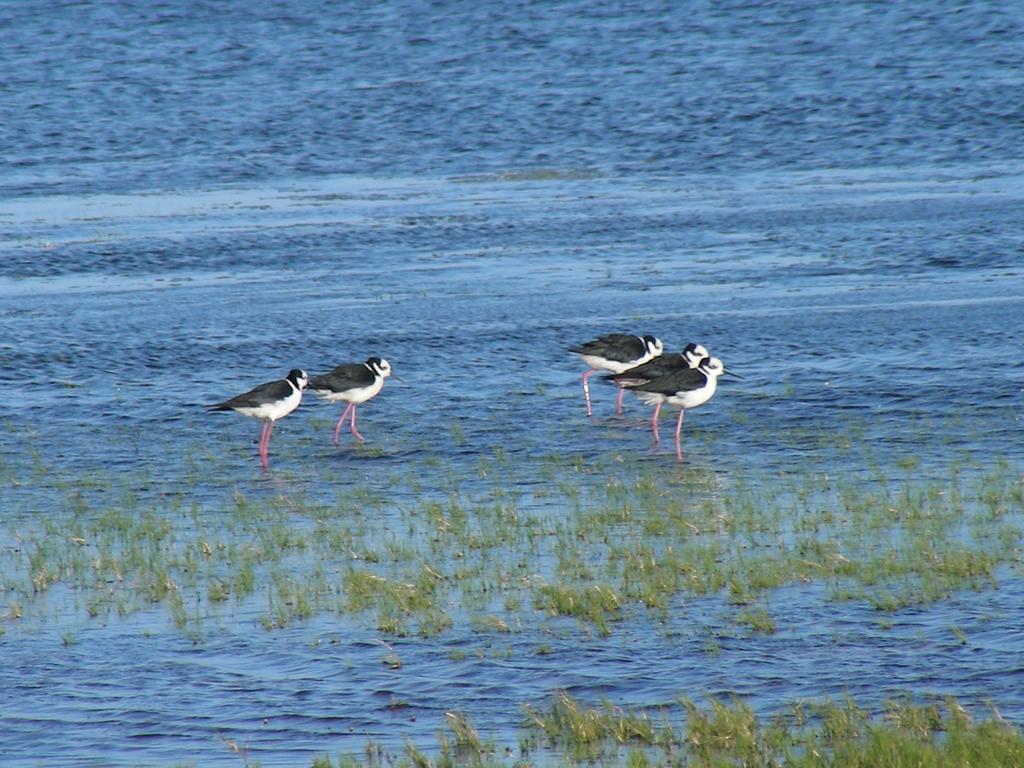 Aldeia Santuario Das Aves Tavares Kültér fotó